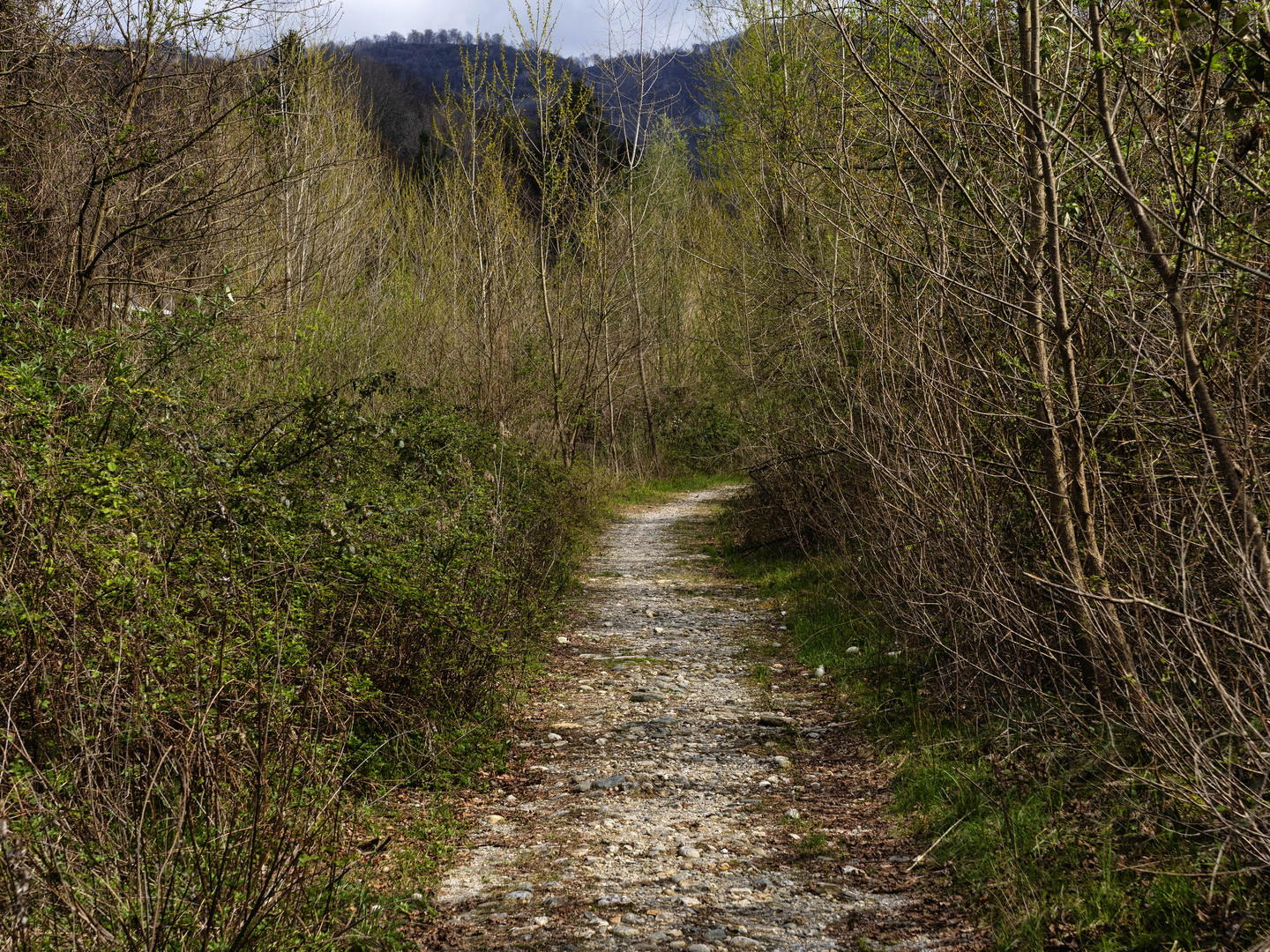 Sentiero nel bosco