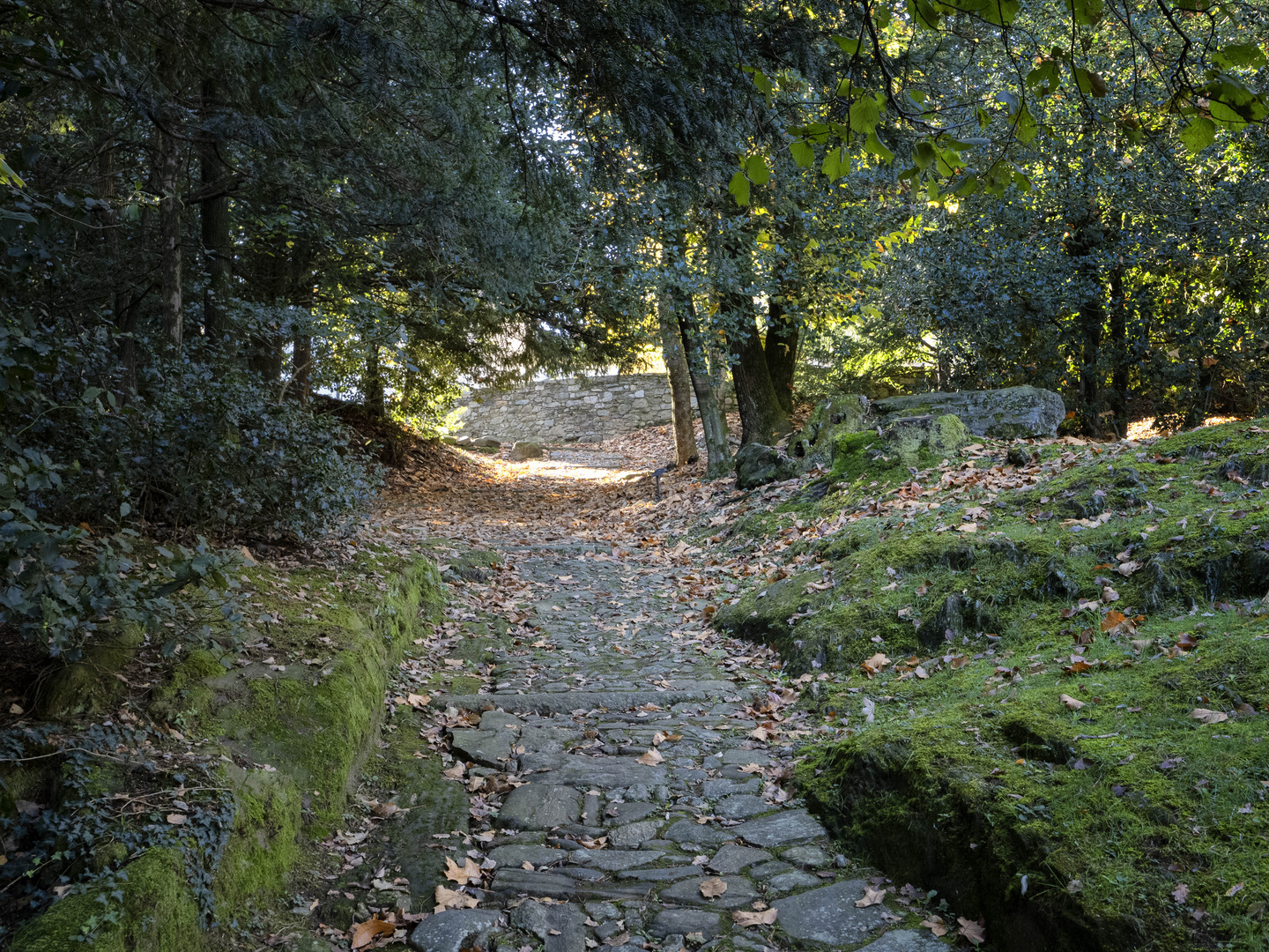 Sentiero nel parco