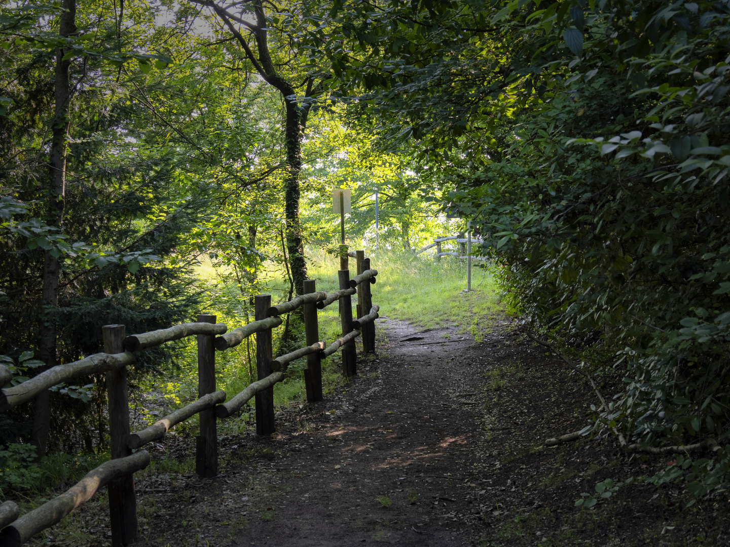 Sentiero nel verde