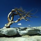 Sentinel Dome