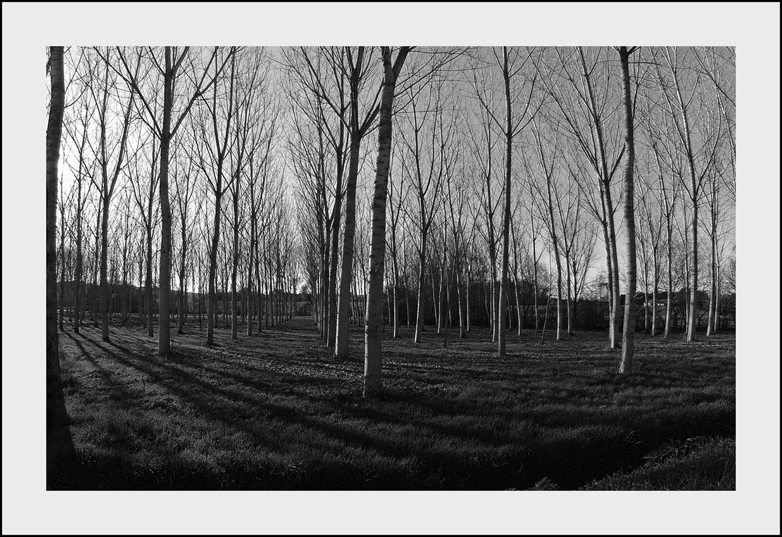 Sentinelles des saisons