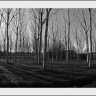 Sentinelles des saisons