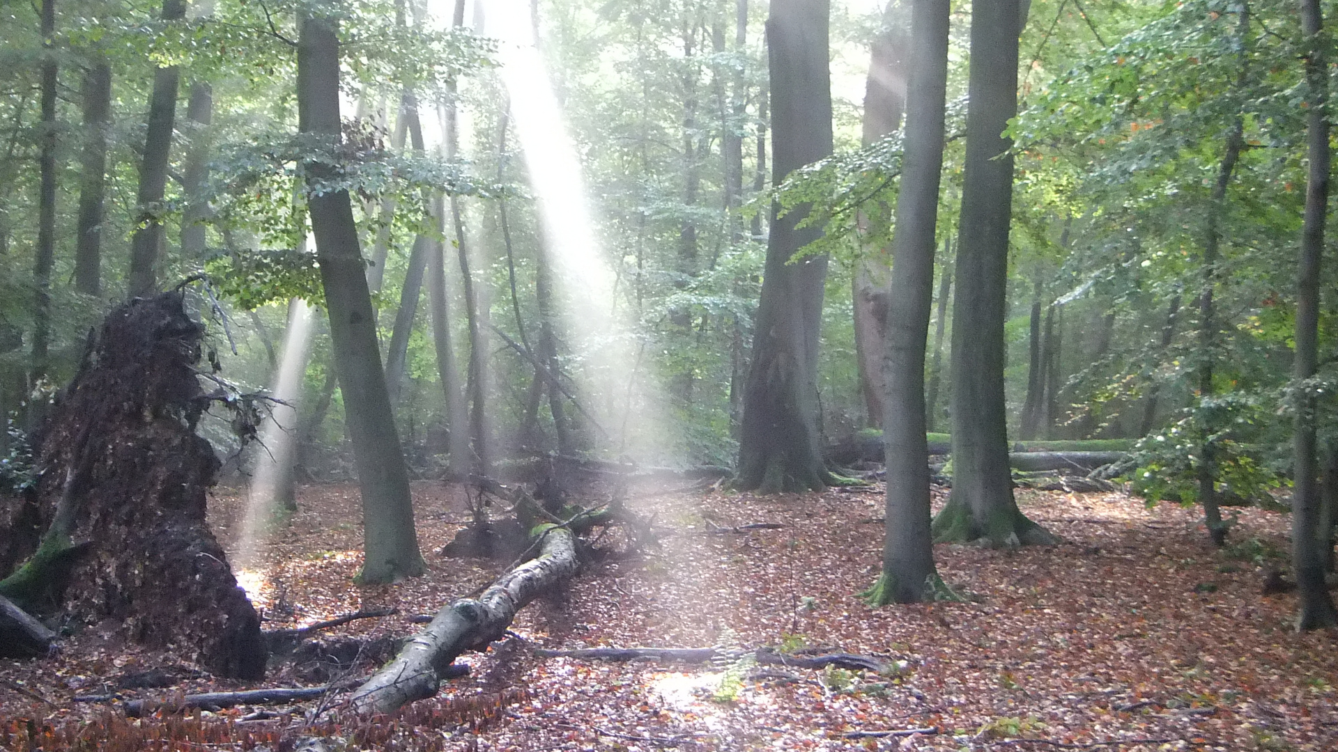 Sentinels of the Wild