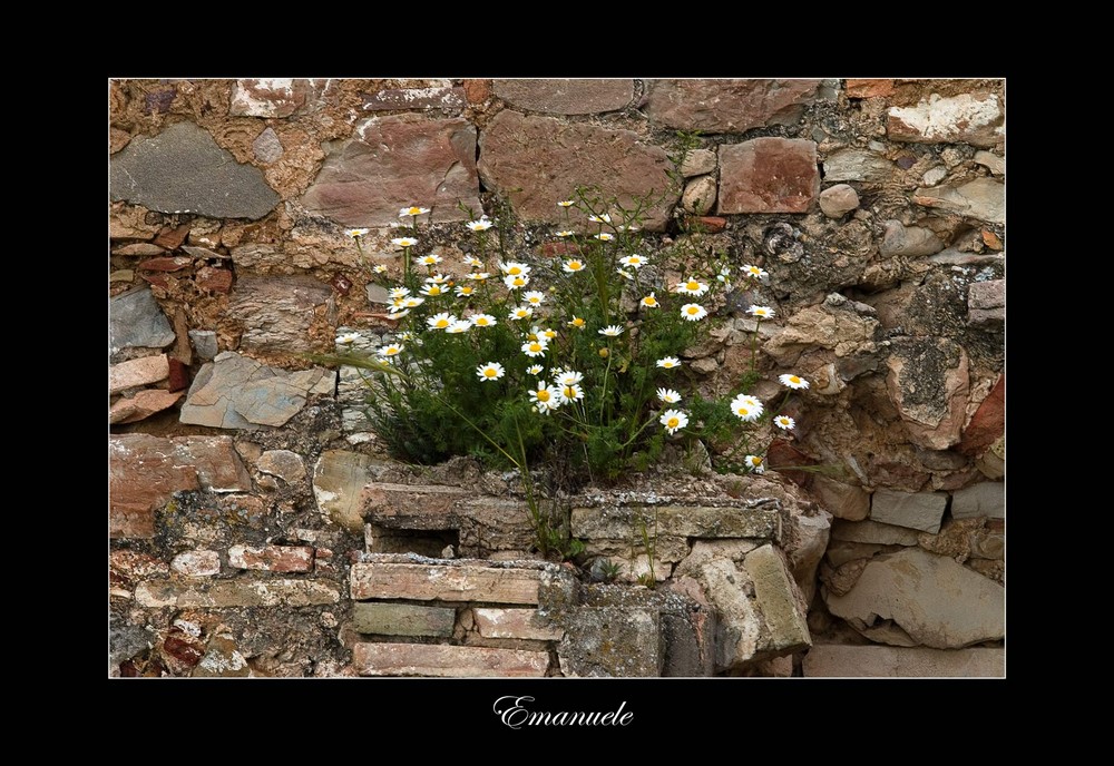 Senza la cura....dell'uomo