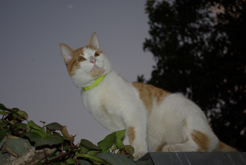 Señor don gato amigo de la luna