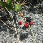 Señoras de rojo y negro sobre fondo gris...