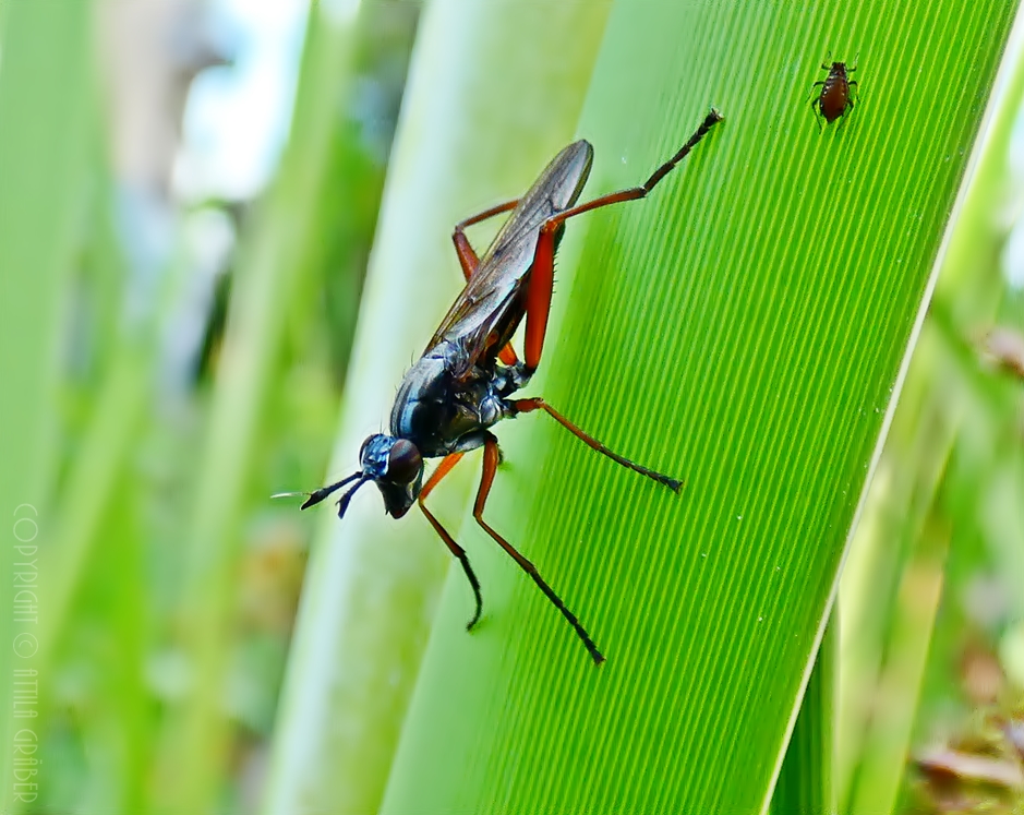 Sepedon sphegea