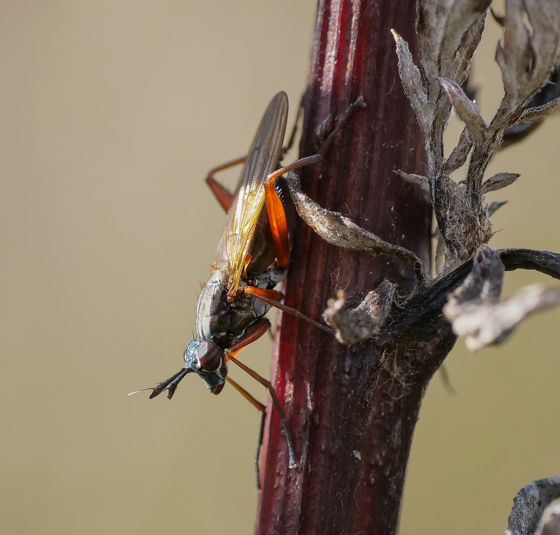 Sepedon sphegea_Hornfliege