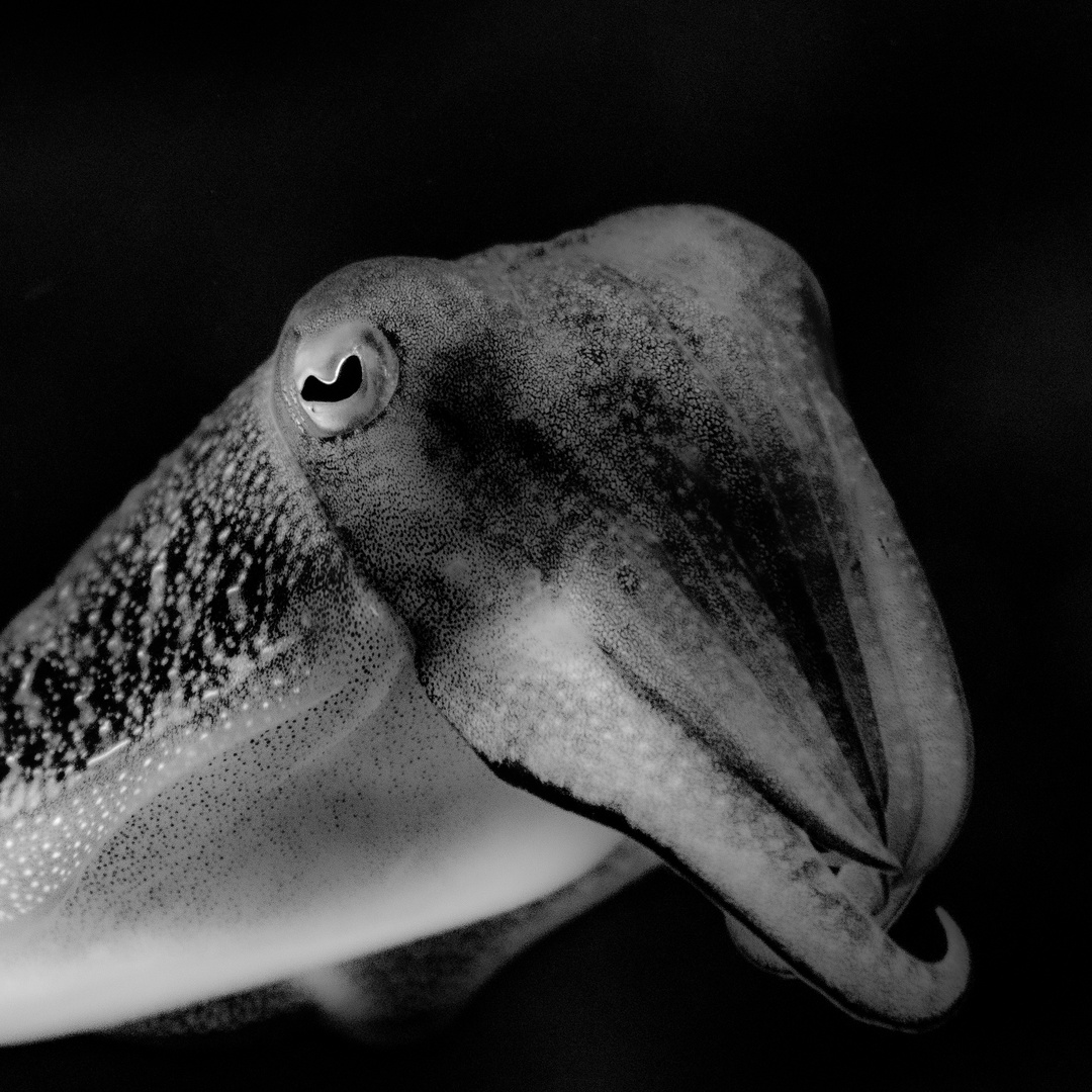 sepia-9799 Foto &amp; Bild | tiere, zoo, wildpark &amp; falknerei, monochrom ...