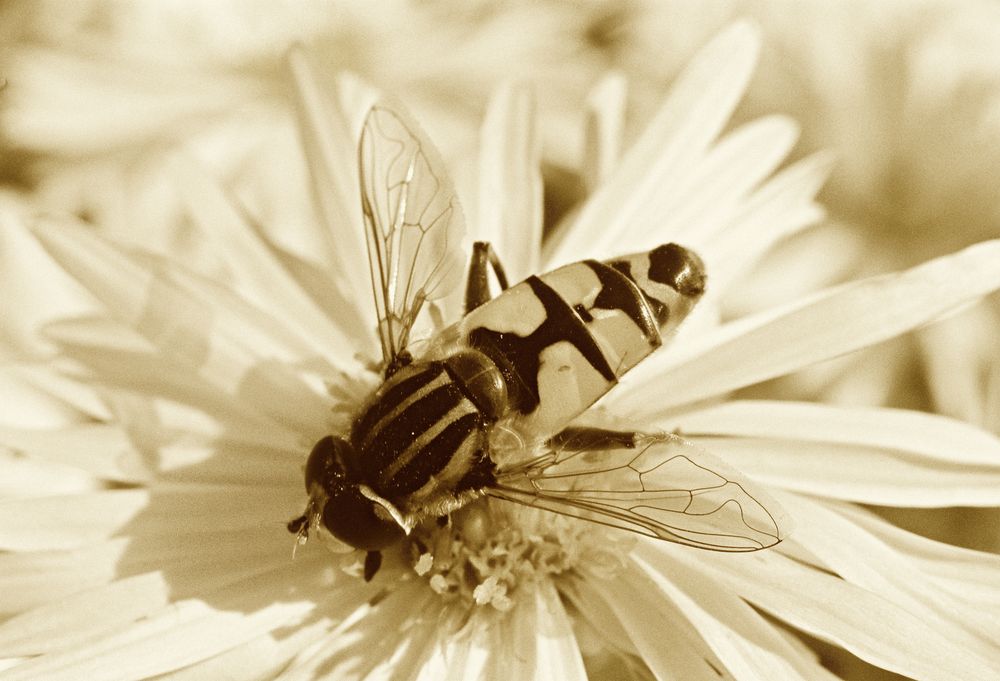 Sepia Beauty