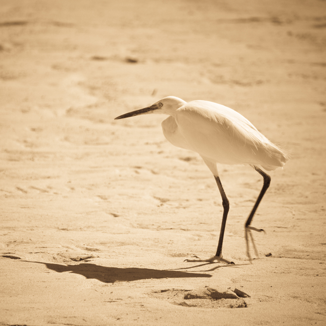 sepia bird