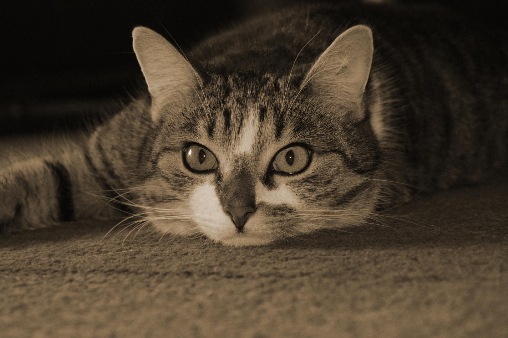 Sepia Cat