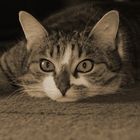 Sepia Cat