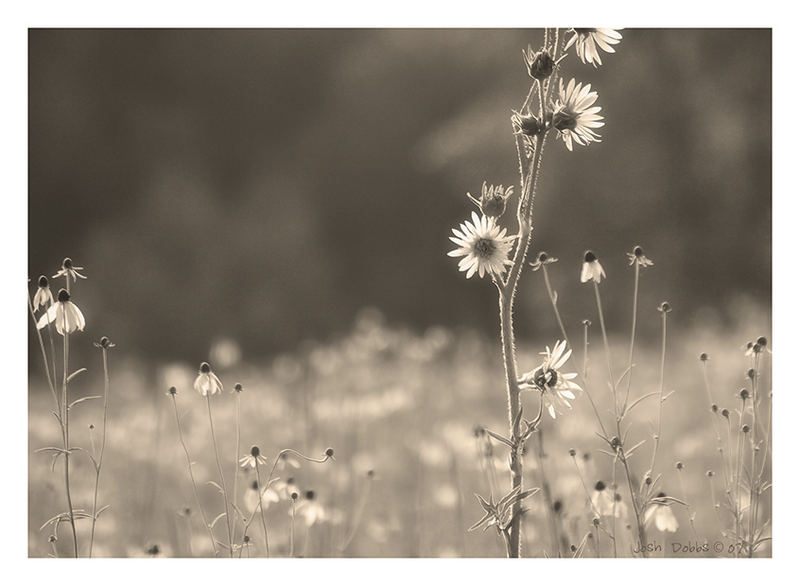 Sepia Field