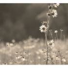 Sepia Field