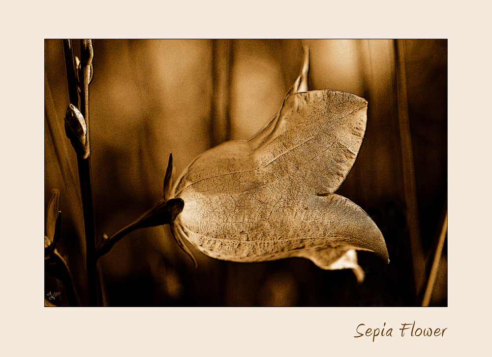 Sepia Flower