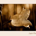 Sepia Flower