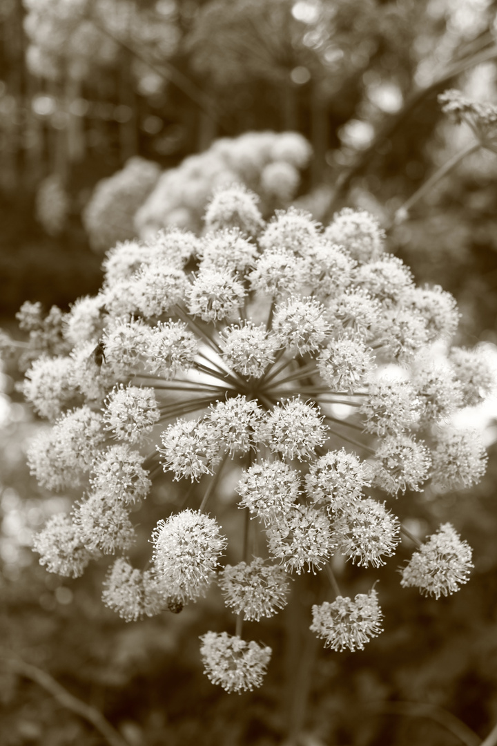 sepia flower...