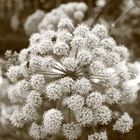 sepia flower...