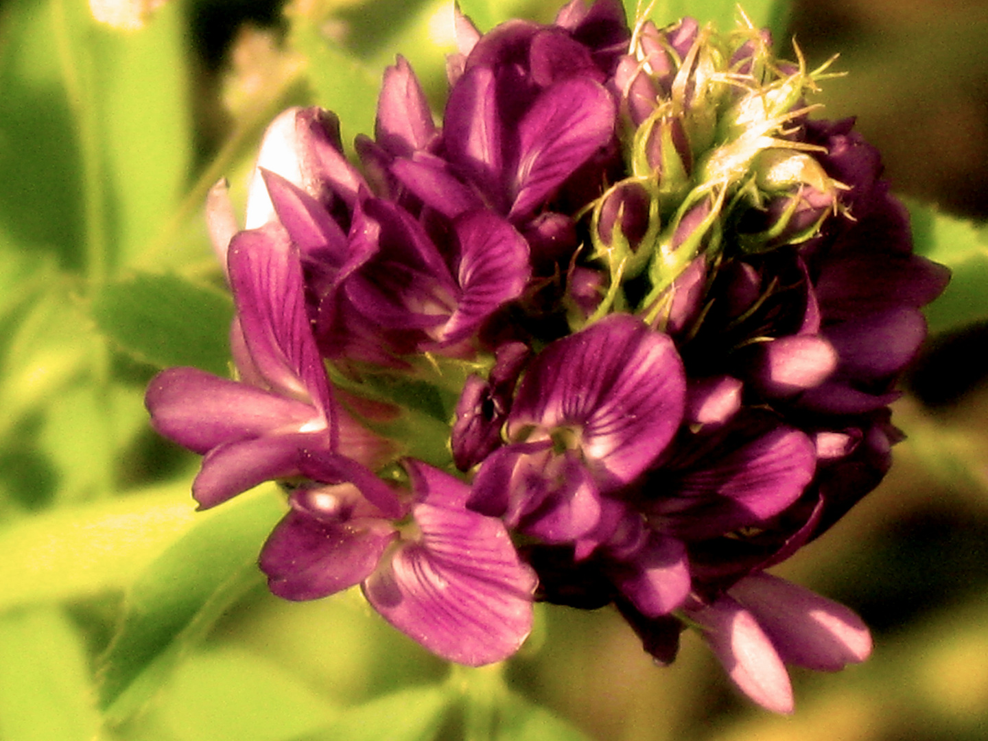 Sepia Flower