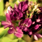 Sepia Flower