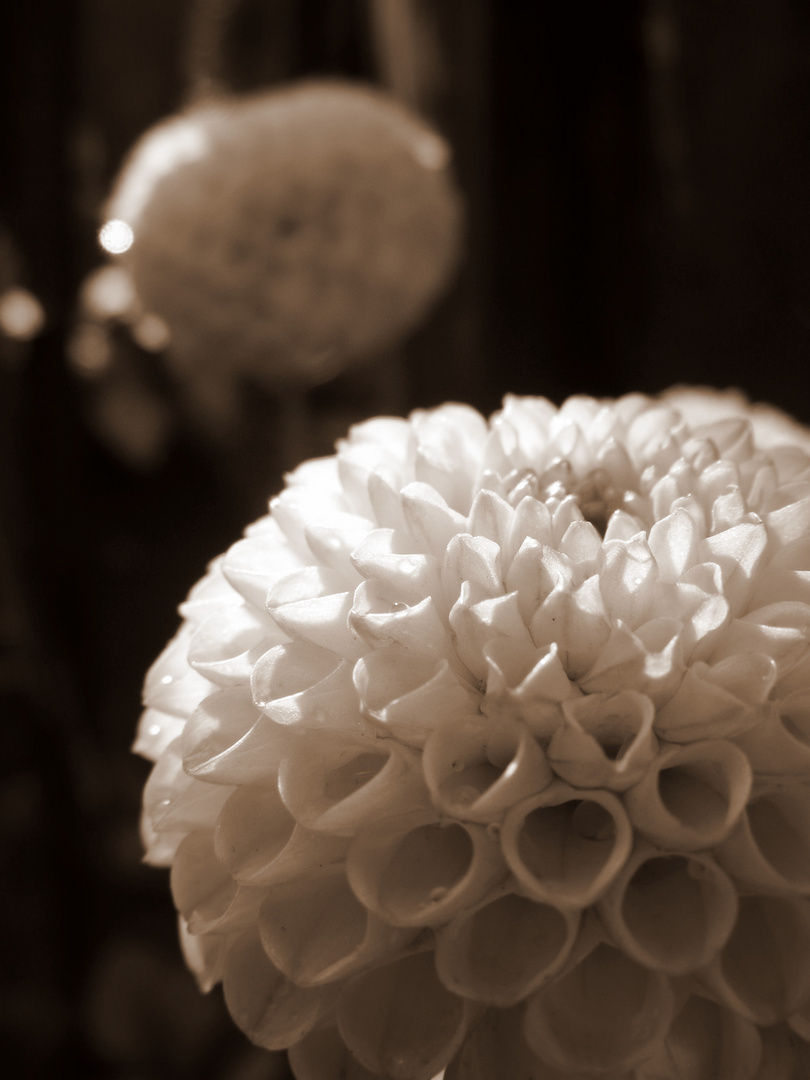 Sepia Flower