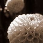 Sepia Flower