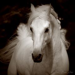 Sepia Horses //4