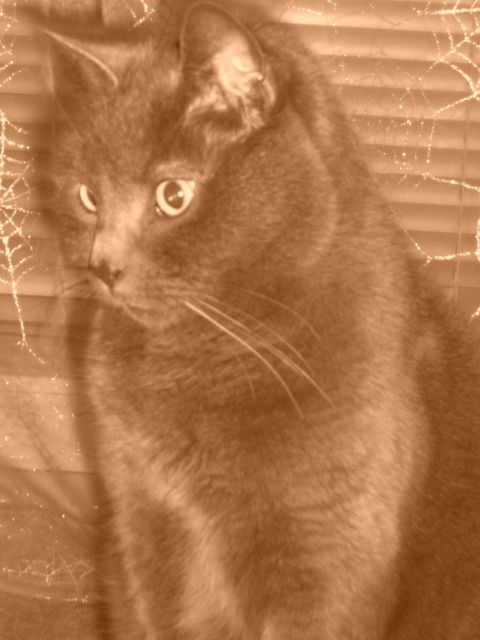 Sepia Katze