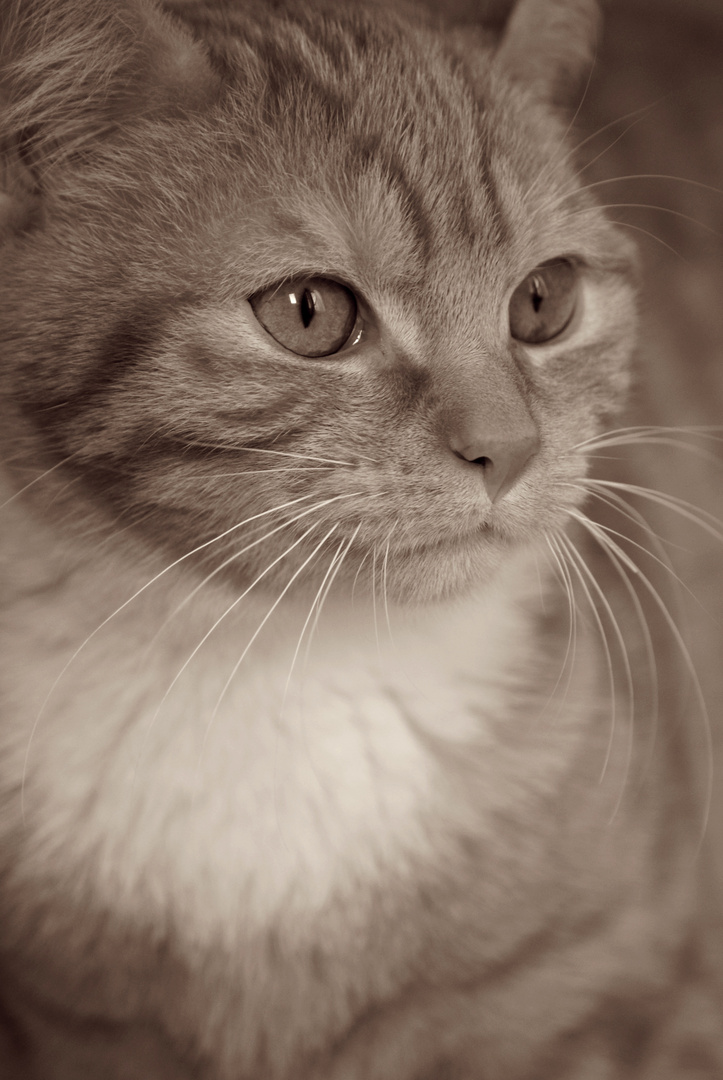 Sepia/ Katze