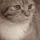 Sepia/ Katze