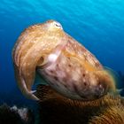 Sepia - Lembeh