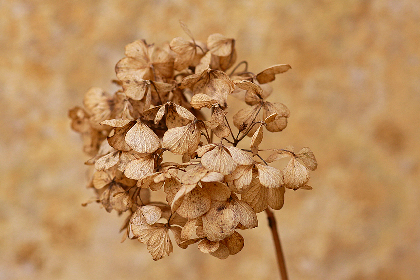 Sepia made by nature