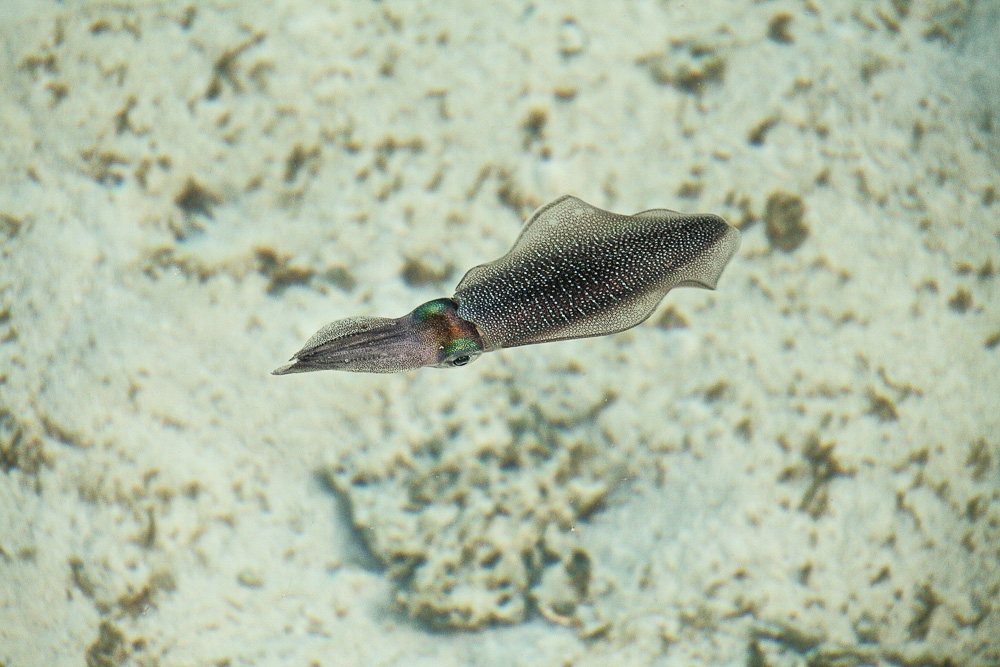 Sepia Malediven