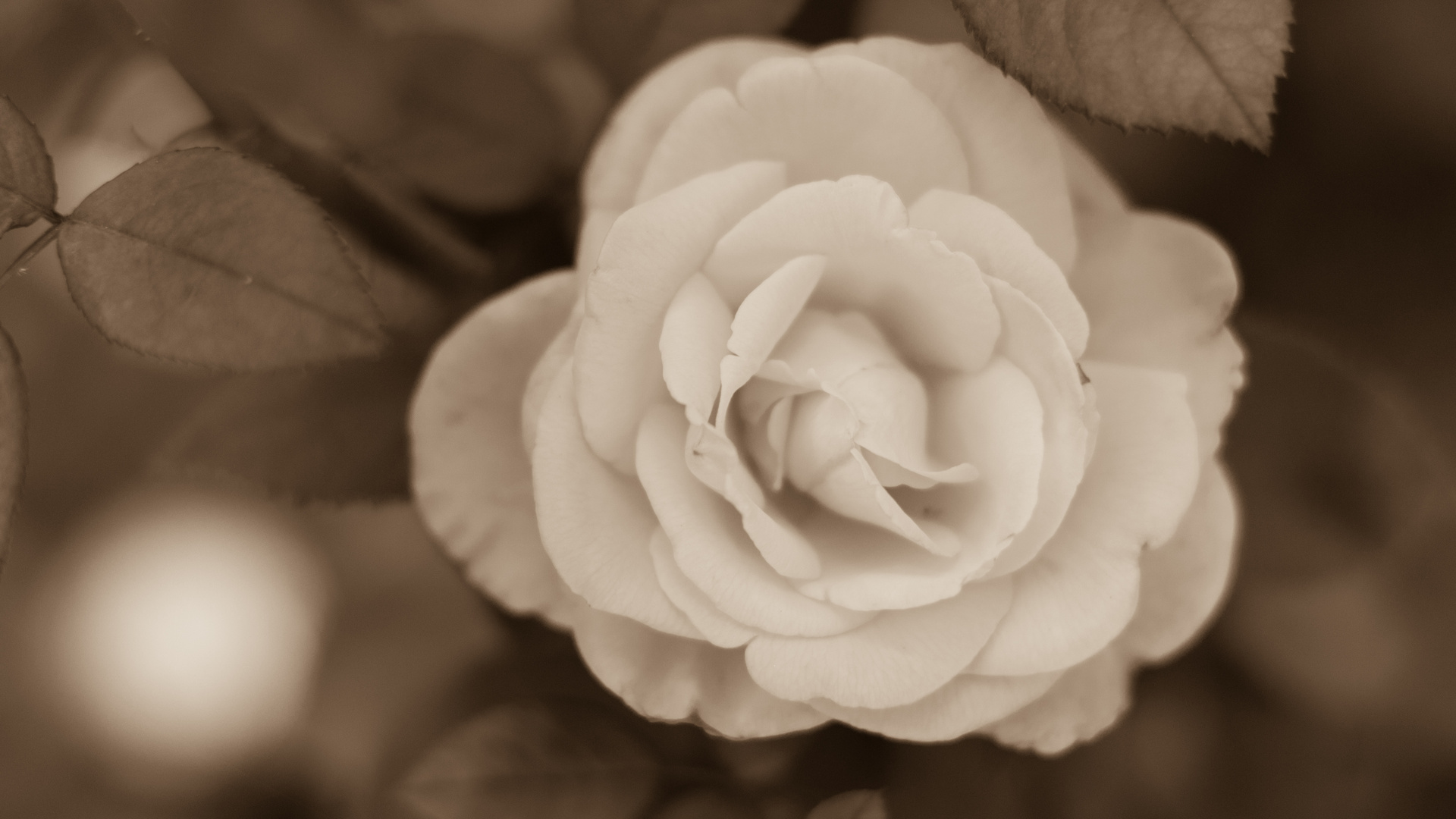 Sepia Rose