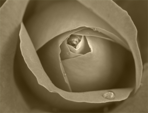 Sepia Rose