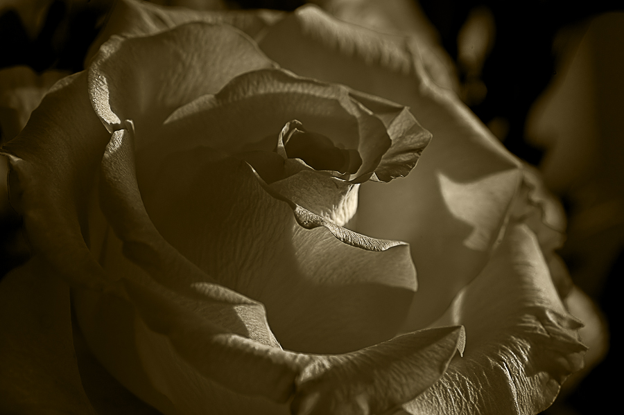 Sepia-Rose