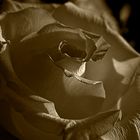 Sepia-Rose