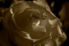 Sepia-Rose