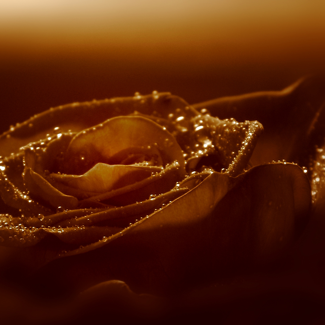 Sepia Rose