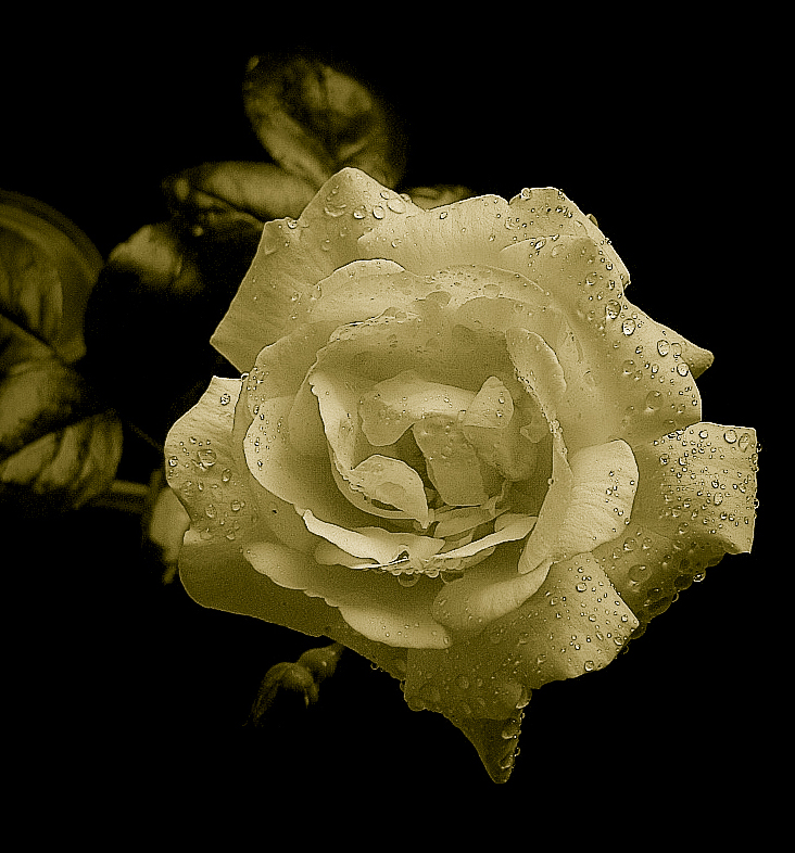 sepia rose