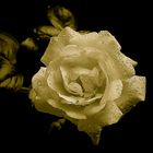 sepia rose