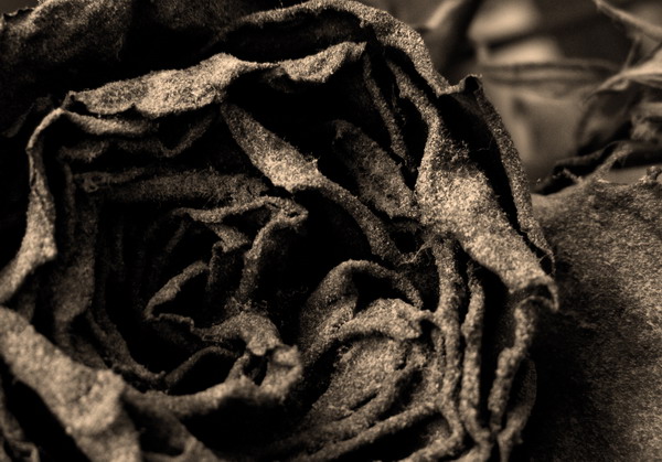 Sepia rose