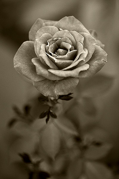 Sepia Rose