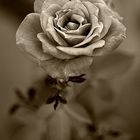 Sepia Rose