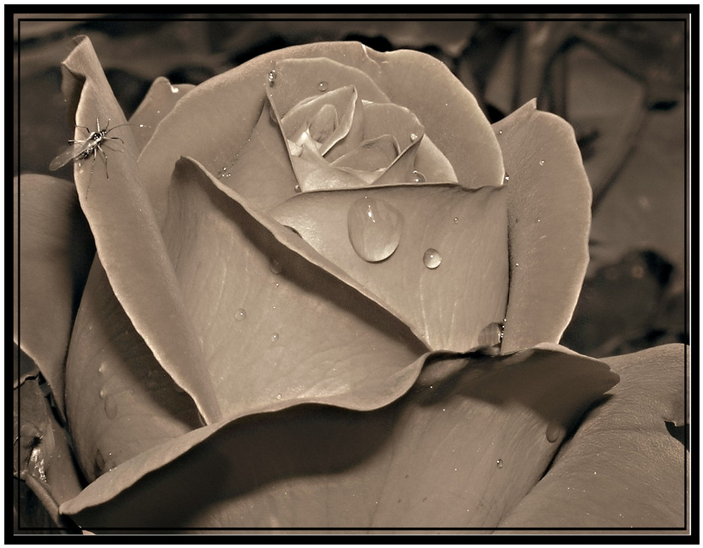 Sepia-Rose