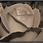 Sepia-Rose