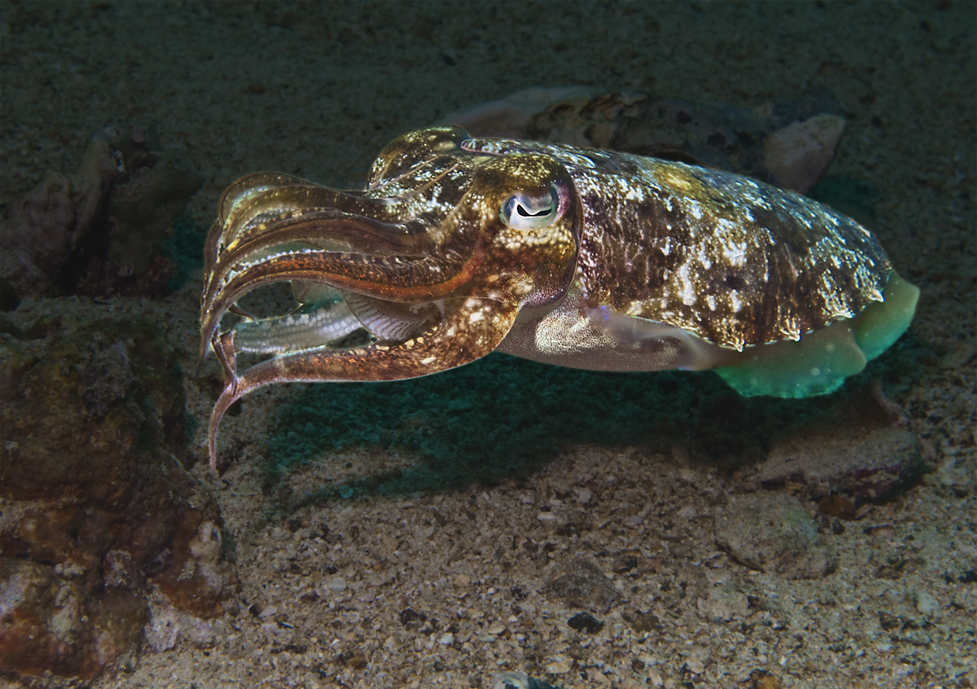 Sepia / Similans