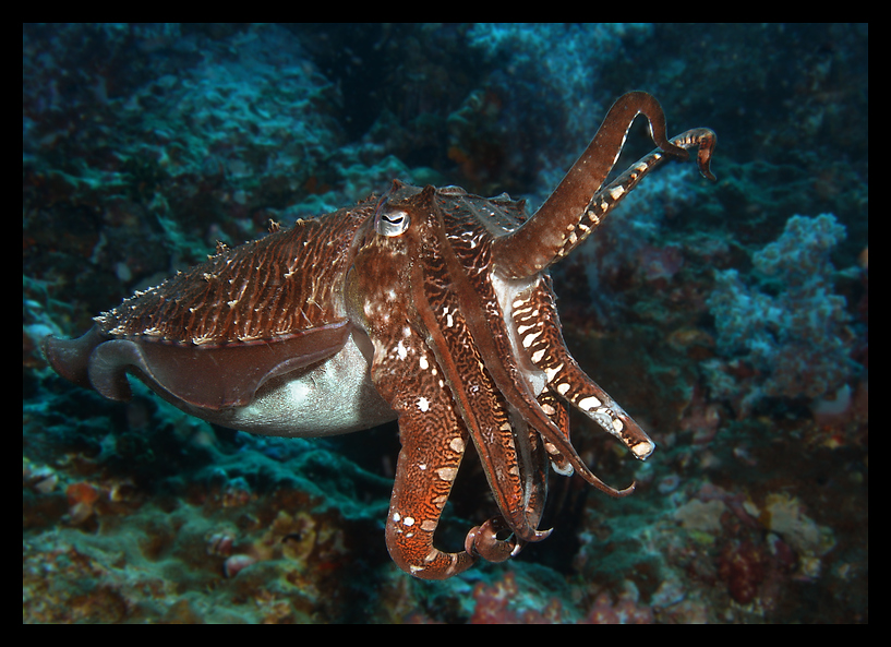 Sepia , Similans/Richelieu/HinDaeng Thailand-2007