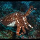 Sepia , Similans/Richelieu/HinDaeng Thailand-2007